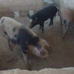 WhatsApp Image 2025-11-24 at 16.45.35 (1)