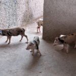 WhatsApp Image 2025-11-25 at 20.32.09