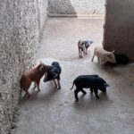 WhatsApp Image 2025-11-25 at 20.32.10 (1)