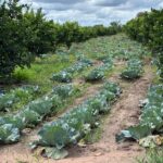 WhatsApp Image 2025-11-25 at 20.32.16