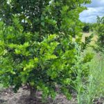 WhatsApp Image 2025-11-25 at 20.32.13