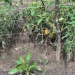 WhatsApp Image 2025-11-25 at 20.32.14